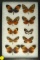 Group of 10 assorted butterflies from Ecuador