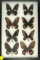 Group of 8 Swallowtail butterflies found in Ecuador in 1997