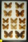 Group of 12 Fritillary butterflies found in US and Canada