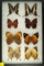 Group of 8 assorted butterflies - two 