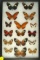 Group of 16 assorted butterflies all found in Brazil in 1996