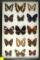 Assorted group of 15 colorful butterflies found in Ecuador in 2002