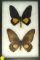 Pair of golden birdwing butterflies found in Indonesia in 1993