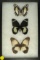 Frame of 3 butterflies including a Pearl Spotted Emporer, South Africa and 2 Orchid Swallowtails