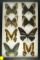 Frame of 8 butterflies, 6 are Battus Swallowtails