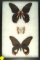Three short-tail Swallowtails, two of them are 