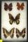 Set of 5 assorted South American butterflies including two 