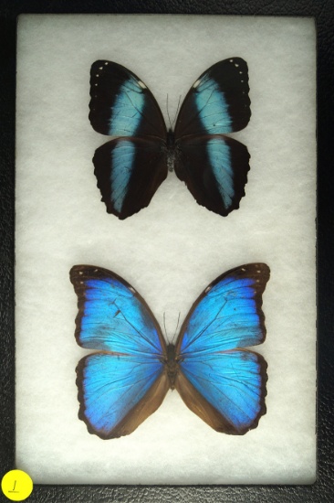 Two beautiful colorful "Blue Morpho" butterflies found in Ecuador in 2002