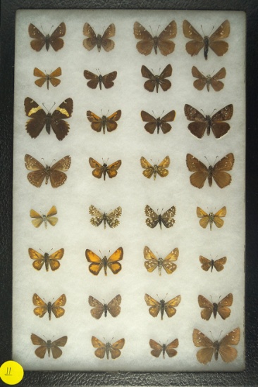 Group of 32 small butterflies including some "Skippers" found in Western US