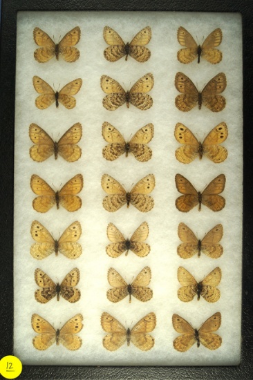 Group of 21 "Graylings" butterflies all found in Arizona