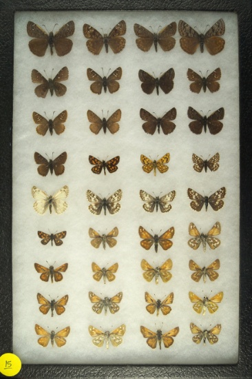 Group of 27 Dusky Wing butterflies found in Oregon and California