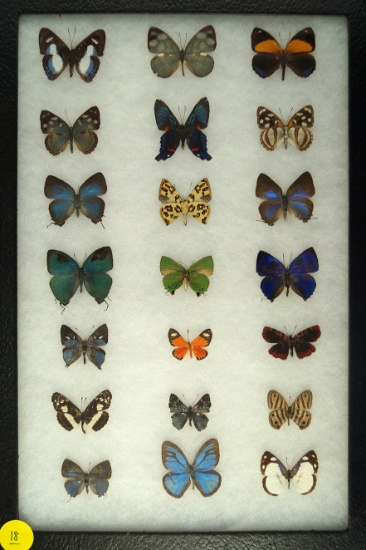 Interesting group of 21 butterflies in assorted colors found in Mesahualli, Ecuador