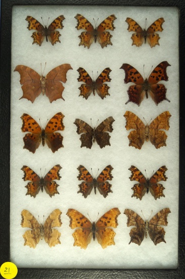 Group of 15 Polygonia "Angelwing" butterflies found in the US