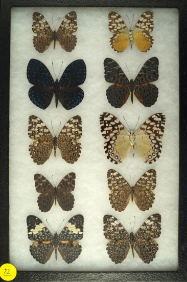 Group of 10 "Cracker" butterflies found in South America