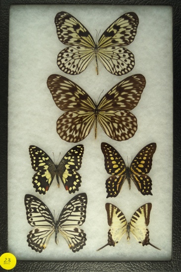 Group of 6 "paper kite" butterflies found in the Philippines in 1992 & 1993