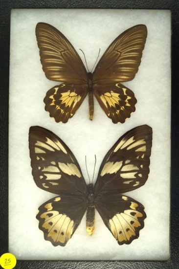 Two "Birdwing" butterflies found in Indonesia in 1993 (possible pair)