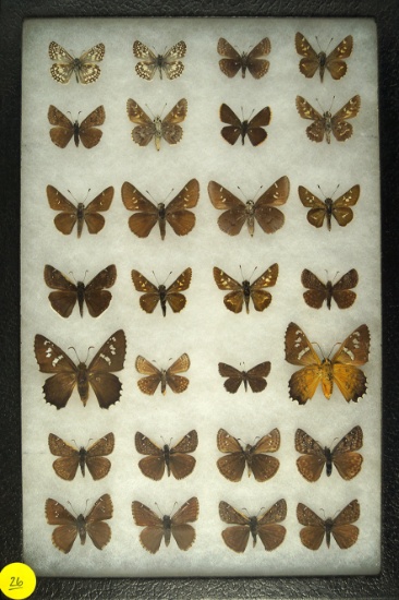 Group of 28 assorted butterflies found in Arizona & South America