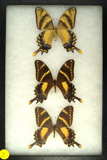 Three Swallowtail butterflies found in the Dominican Republic