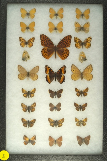 Assortment of 26 butterflies including some "White Mountain Ringlets" and "Skippers"