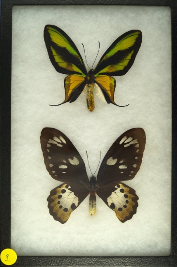 Two "Paradise Birdwing" butterflies