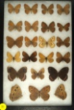 Group of 22 assorted butterflies from Western US