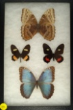 Frame of 4 butterflies including two 