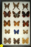 Group of 15 assorted butterflies from Trinadad and Tobago including some White Peacocks