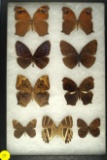 Group of 9 butterflies including 2 Common Tiger