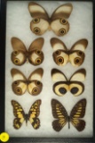Group of 7 butterflies including 5 Silky Owls found in Indonesia