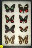 Frame of 8 Swallowtail butterflies found in Costa Rica in 2006