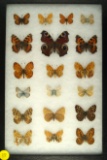 Unique group of 19 assorted butterflies including some 