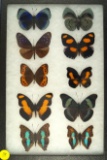 Group of 10 butterflies found in Peru