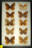 Group of 10 Fritillaria butterflies including the Great Spangled and Mormon