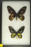 Pair of Ornithoptera Rothschildi, found in the Arfak Mts in Indonesia in 1993