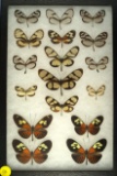 Frame of 17 butterflies found in Brazil in 1996, including 4 Isabella's Longwings