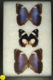Frame of 3 butterflies including 2 Blue Morpho