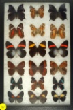 Group of 18 assorted colorful butterflies