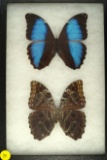 Two large Morpho butterflies found in Ecuador in 1997