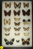 Group of 19 small butterflies including Agathina Emperor, all found in Equador in 1998