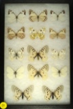 Group of 14 assorted butterflies including Chiricahua white and pine white found in Western US