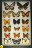 Group of 17 assorted butterflies found in Malaysia