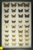 Group of 27 Dusky Wing butterflies found in Oregon and California