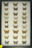 Group of 17 Skipper butterflies found in Colorado & Arizona