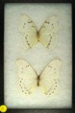 Two Morpho Polyphemus butterfiles found in El Salvador
