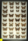 Group of 36 small assorted butterflies from the Southwest US,  some 