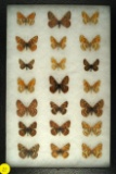 Group of 21 assorted butterflies including some 