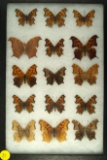Group of 15 Polygonia 