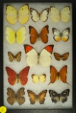 Group of 15 assorted butterflies found in Malaysia