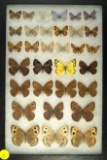 Group of 32 assorted butterflies including some 