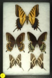 Group of 5 Swallowtails